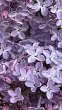 Arctic Lavender