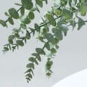 Frosted Eucalyptus