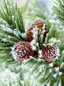 Frozen Pine Needles