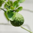 Iced Bergamot