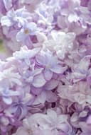Smoky Lilac