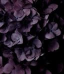 Black Violet