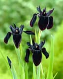 Midnight Iris