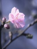 Moonlit Sakura