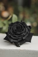 Black Rose