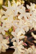 Jasmine