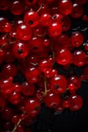 Red Currant