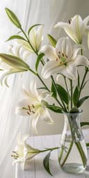 White Lily