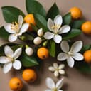 Neroli