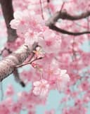 Sakura Blossom